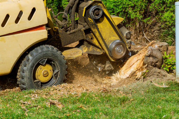 Best Commercial Tree Services  in Carrollwood, FL